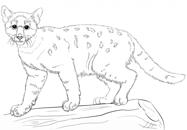 Baby Cougar coloring page image