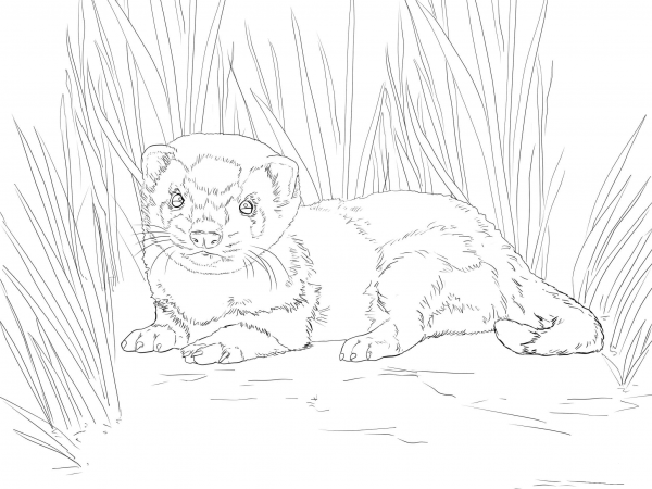 Baby Ferret coloring page image
