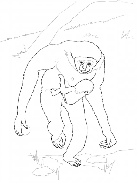 Baby Gibbon with Mother coloring page image