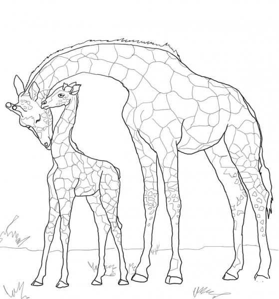 Baby Giraffe and Mother coloring page image