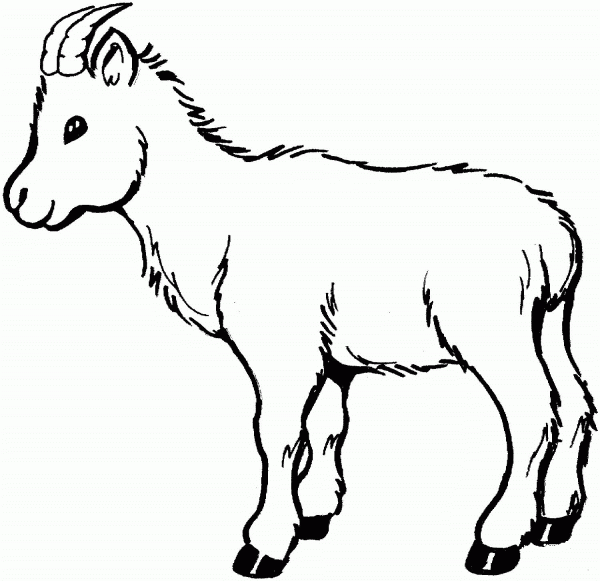 Baby Goat  coloring page image