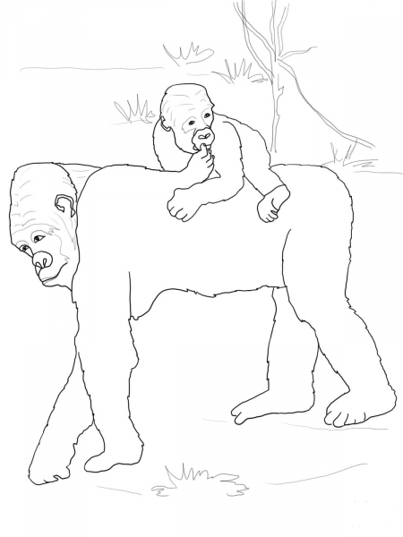 Baby Gorilla on Mother’s Back coloring page image