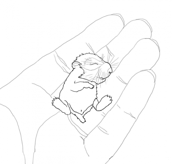 Baby Hamster in the Palm coloring page image