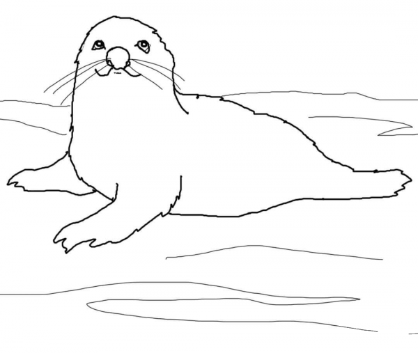 Baby Harp Seal coloring page image