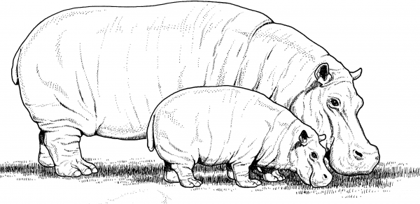 Baby Hippo with Mother coloring page image