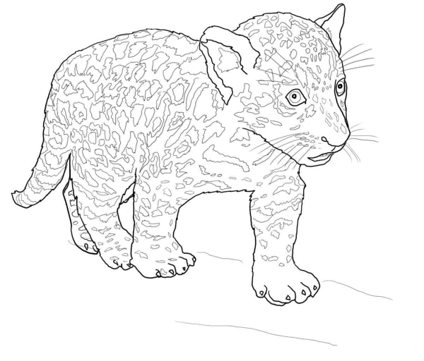 Baby Jaguar coloring page image