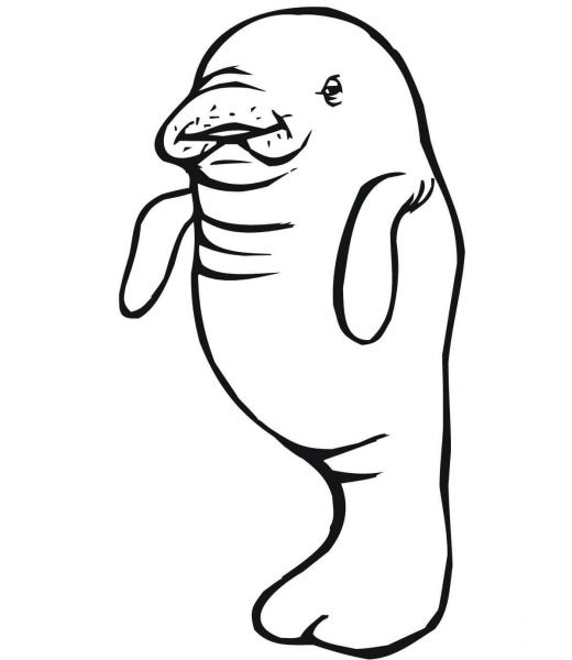Baby Manatee coloring page image
