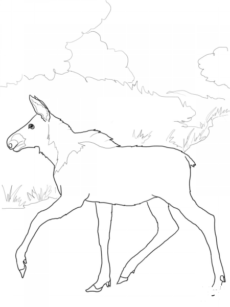 Baby Moose coloring page image