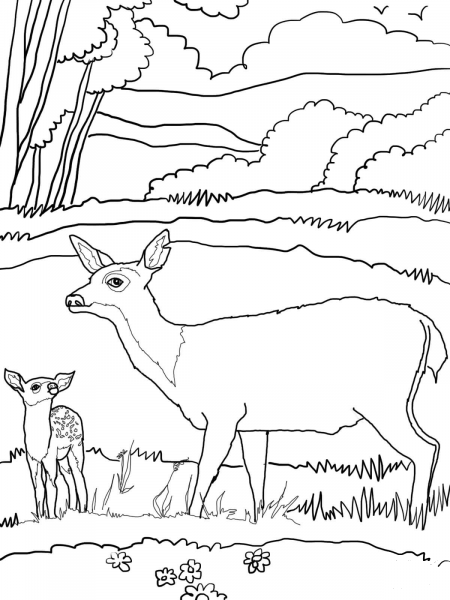 Baby Mule Deer with Mother coloring page image