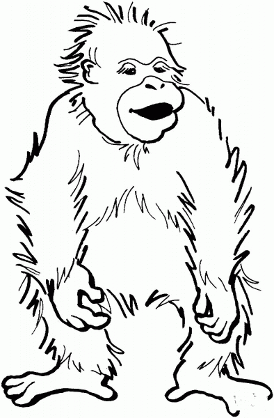 Baby Orangutan coloring page image