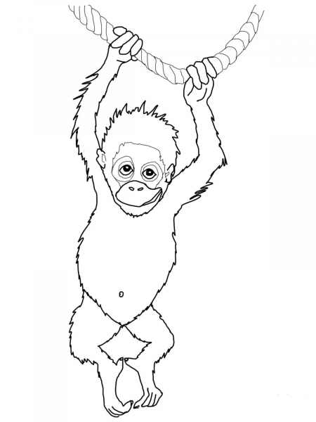 Baby Orangutan coloring page image