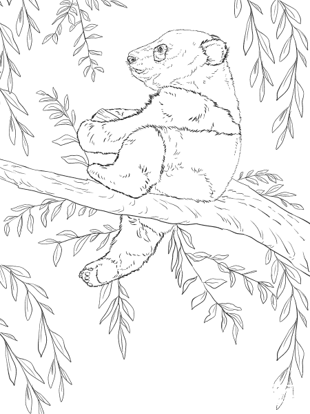 Baby Panda Sits on Tree coloring page image