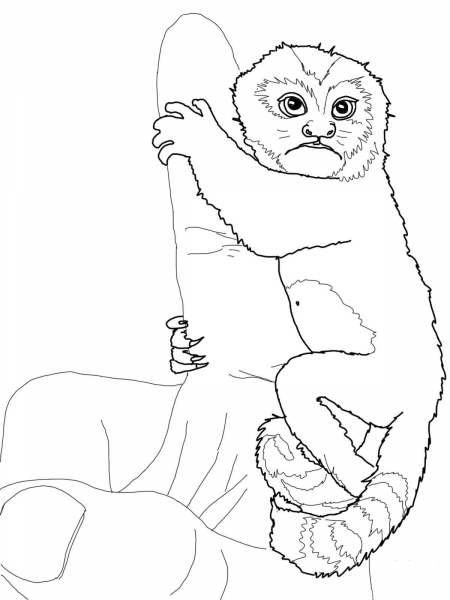 Baby Pygmy Marmoset coloring page image