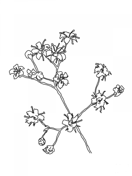 Baby’s Breath coloring page image