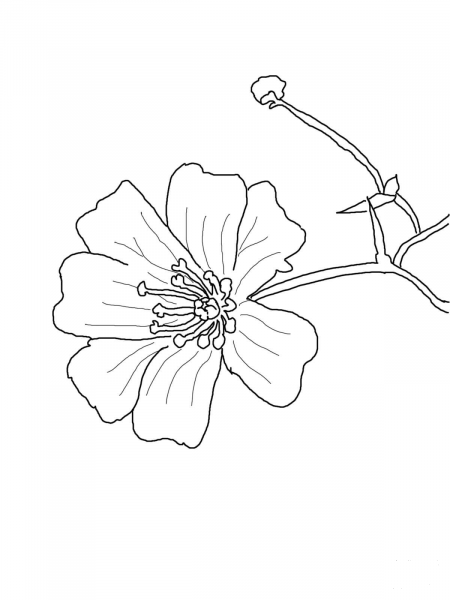 Baby’s Breath Flower coloring page image