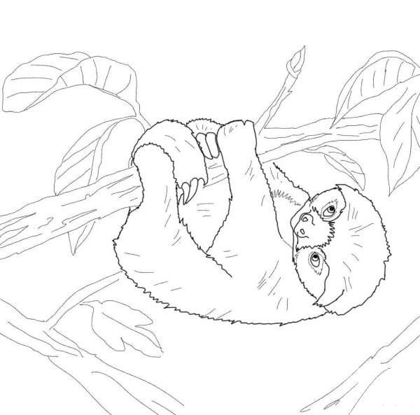 Baby Sloth coloring page image