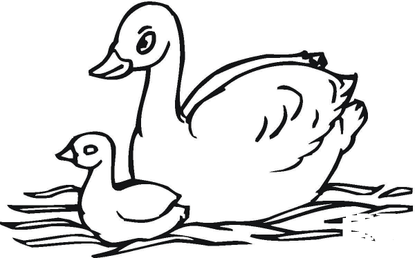 Baby Swan  coloring page image