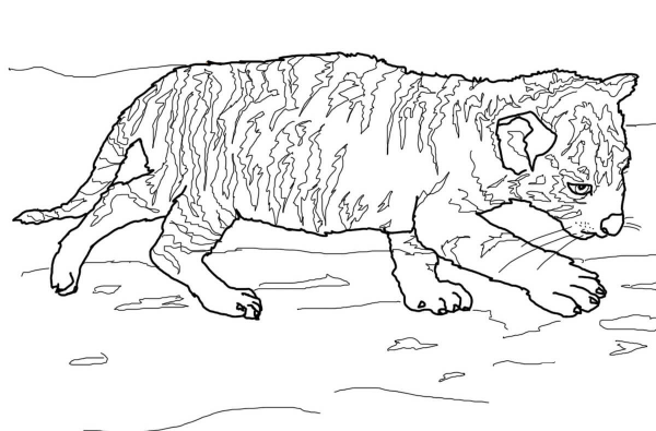 Baby Tiger coloring page image
