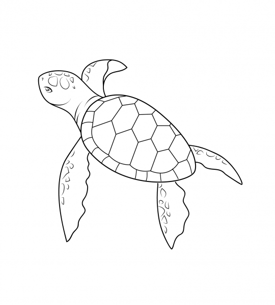 Baby Turtle coloring page image