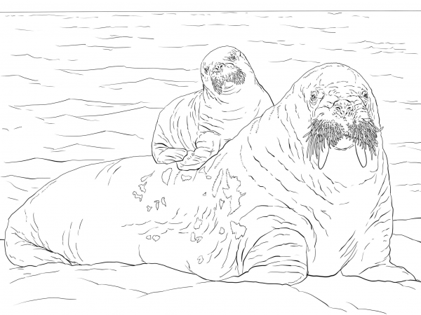 Baby Walrus on Moms Back coloring page image