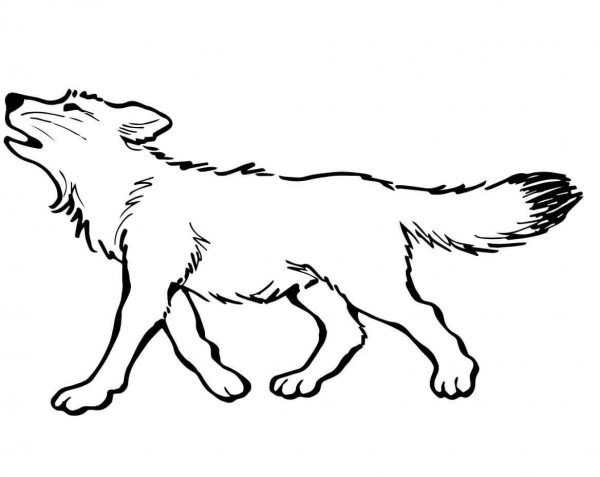 Baby Wolf coloring page image