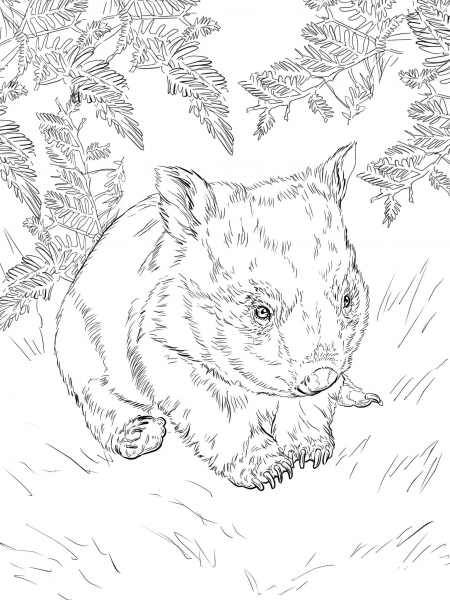 Baby Wombat coloring page image