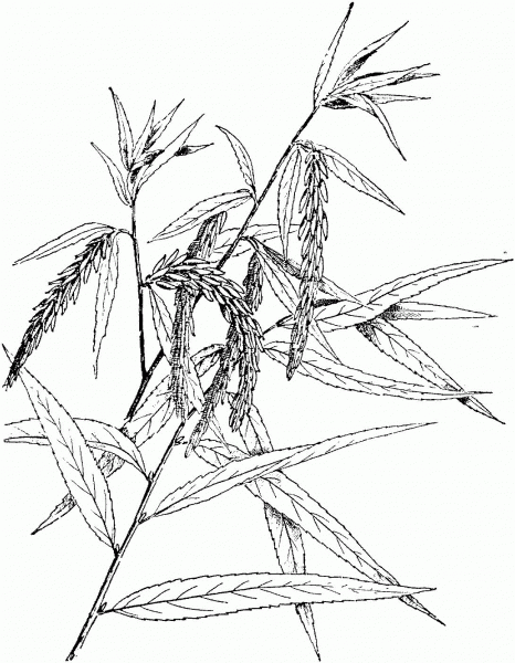Babylon Willow or Weeping Willow Branch coloring page image