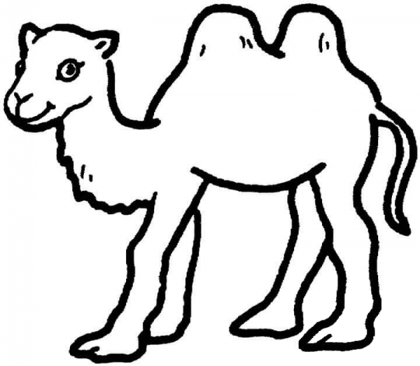Bactrian Camel Baby coloring page image