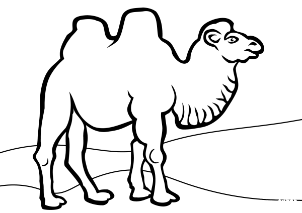 Bactrian Camel coloring page image