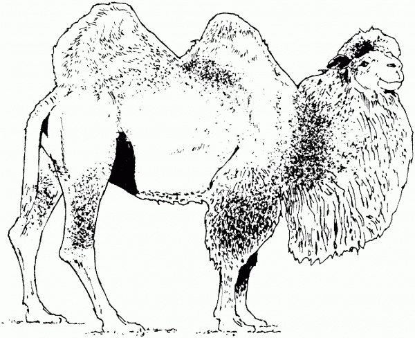Bactrian camel coloring page image