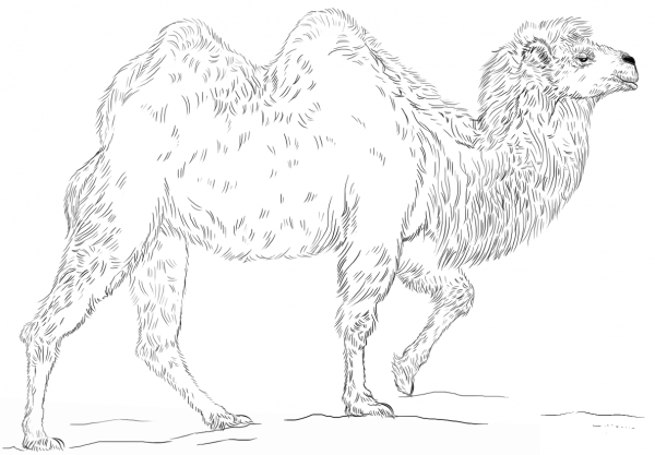 Bactrian Camel coloring page image