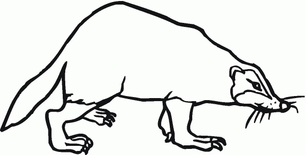 Badger coloring page image