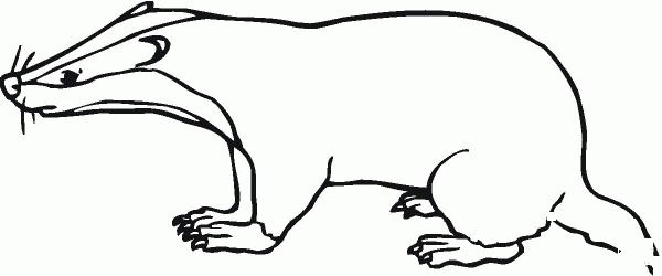 Badger coloring page image