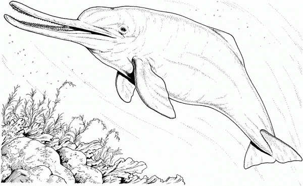 Baiji river dolphin coloring page image