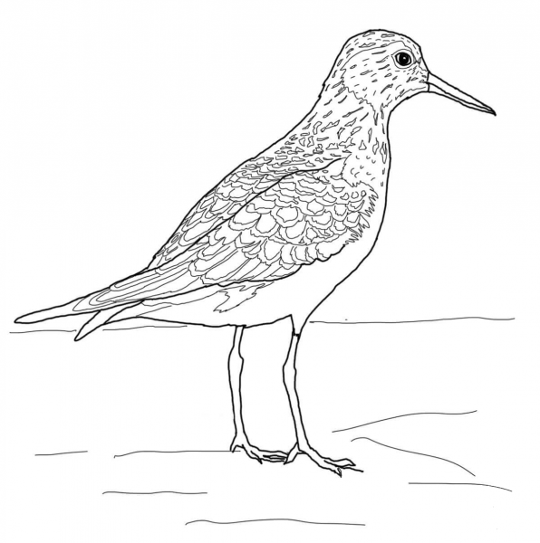 Baird’s Sandpiper coloring page image