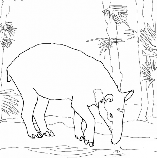 Bairdâs Tapir coloring page image