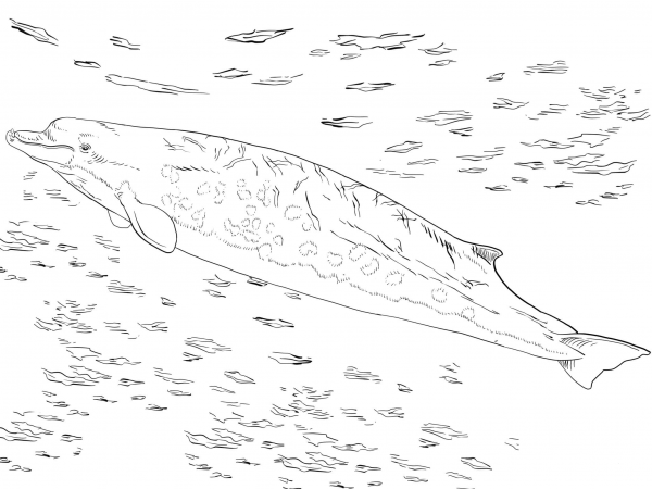 Bairds Beaked or Giant Bottlenose Whale coloring page image