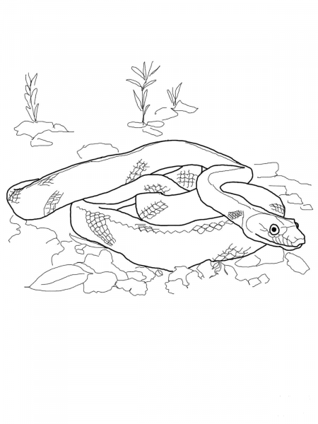 Baja California Rat Snake coloring page image