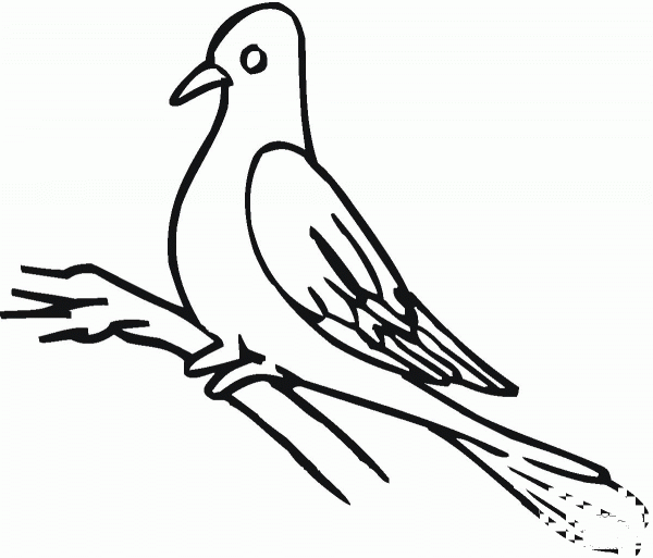 Pigeon coloring page image