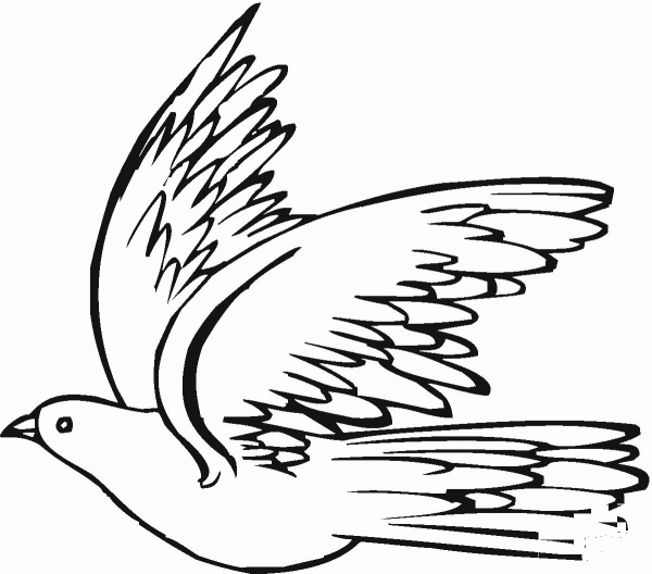 Pigeon coloring page image