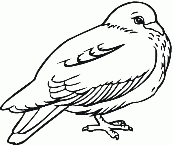 Pigeon coloring page image