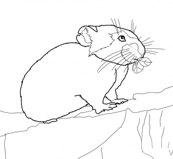 Pika coloring page image