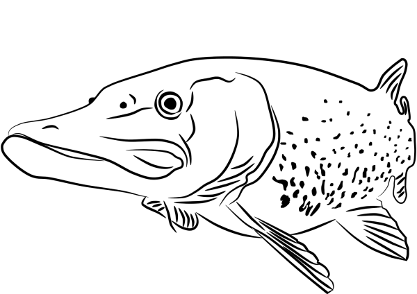 Pike coloring page image
