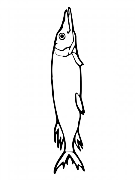 Pike Fish coloring page image