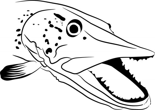 Pike Head coloring page image