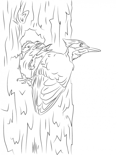 Pileated Woodpecker and chicks  coloring page image
