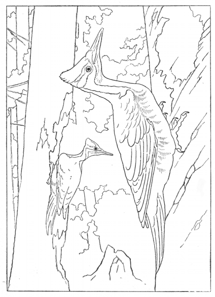 Pileated Woodpecker coloring page image
