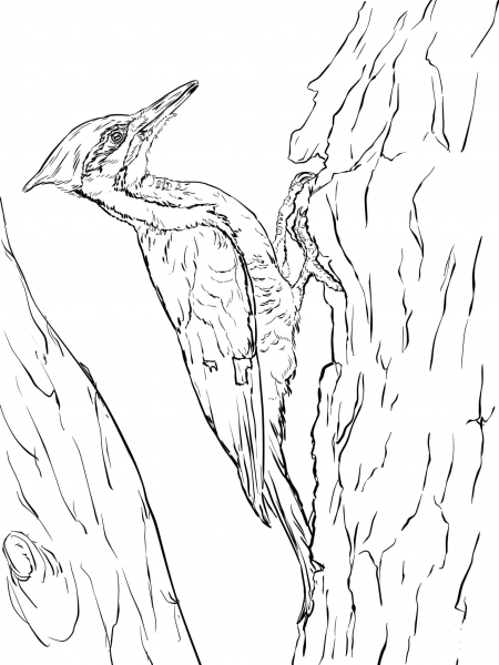 Pileated Woodpecker coloring page image