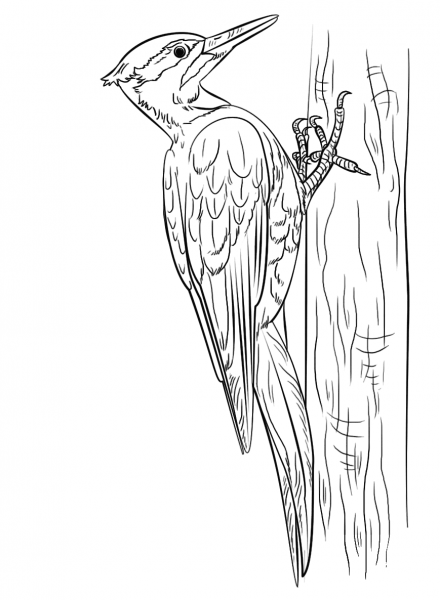 Pileated Woodpecker coloring page image
