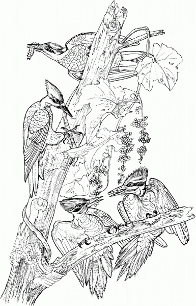 Pileated woodpeckers on tree coloring page image